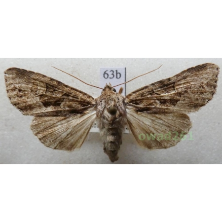 Apamea remissa (Hübner, 1809) Czech63b